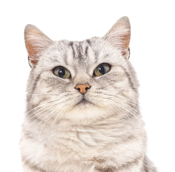 회색 고양이 고립. — 스톡 사진