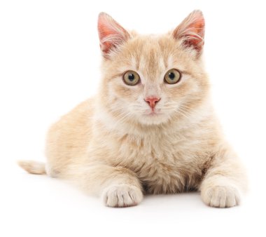 izole kırmızı kedi.