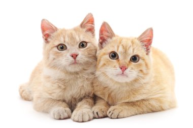 İzole kahverengi yavru kedi.