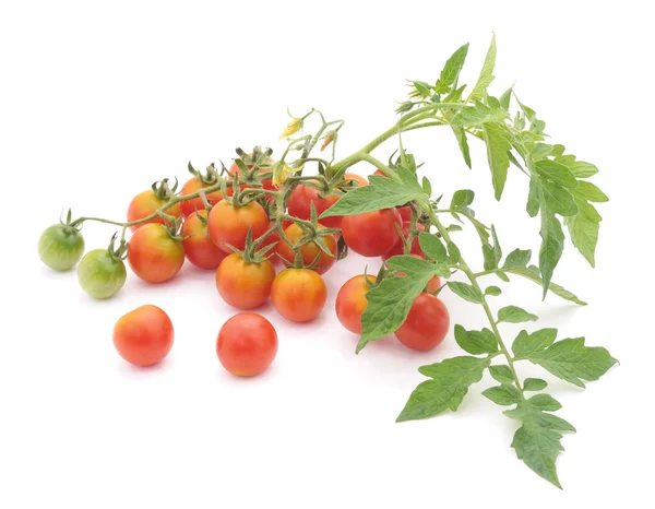 Czerwone pomidory na białym tle. — Zdjęcie stockowe