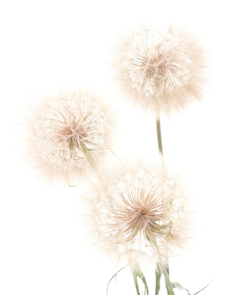 Three dandelions isolated. — Stock Photo, Image