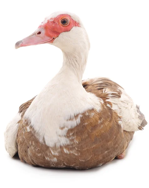 孤立的棕色鸭. — 图库照片