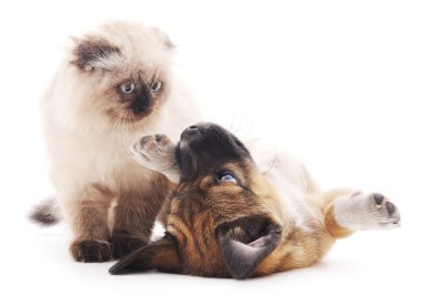 Kahverengi kedi ve köpek yavrusu.