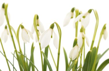 Yaprakları kardelen takımıdır.