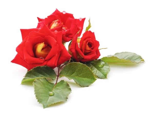 Červené růže, samostatný. — Stock fotografie