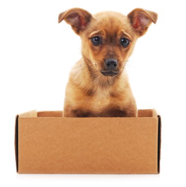 Bir kutu içinde kahverengi köpek yavrusu.
