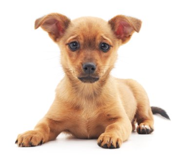 Kırmızı köpek izole.