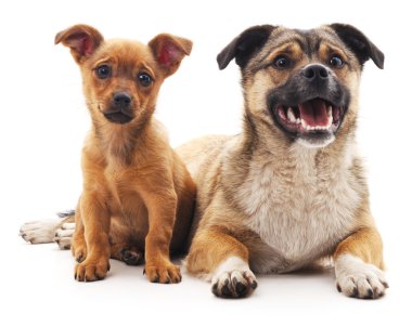 dos cachorros de chihuahua aislado.