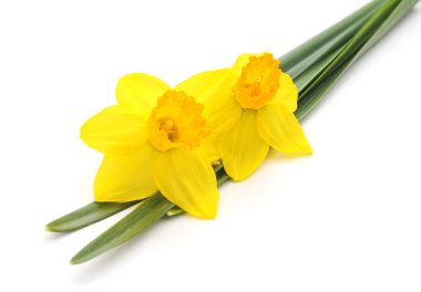 Çiçekler sarı nergis.