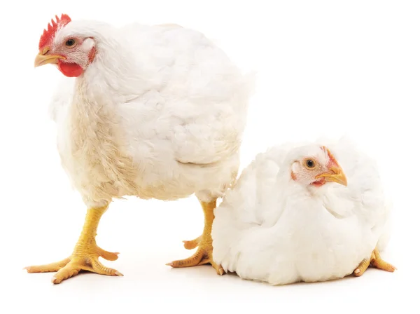 Coq blanc et poule . — Photo