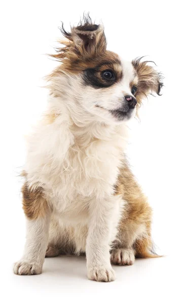 Cão pequeno isolado. — Fotografia de Stock