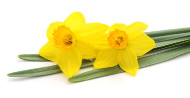 Çiçekler sarı nergis.