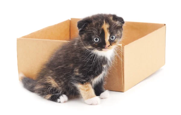 Yavru kedi ve kutusu. — Stok fotoğraf