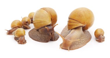 Küçük salyangoz ile büyük salyangoz.