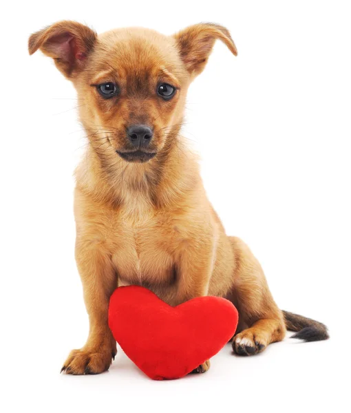 Kalp ile kahverengi köpek yavrusu. — Stok fotoğraf
