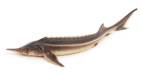 Fresh sturgeon isolated. — Stock Photo, Image