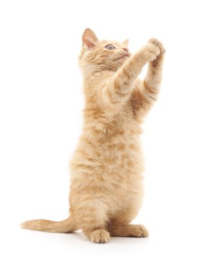 izole kahverengi yavru kedi.