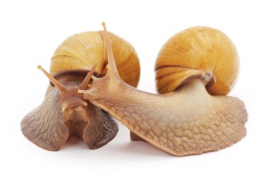 İki büyük salyangoz.