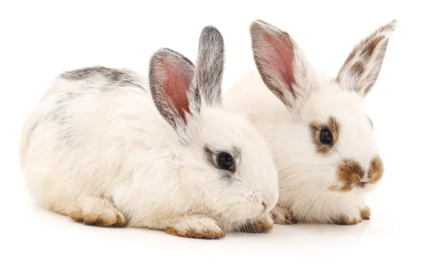 2 개의 백색 토끼. — 스톡 사진