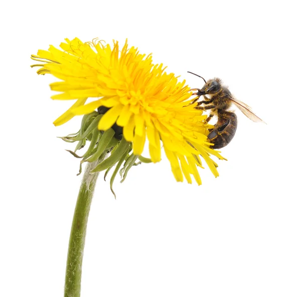 Insect on dandelion. — Stock Photo, Image