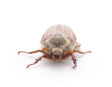 İzole kahverengi böceği.