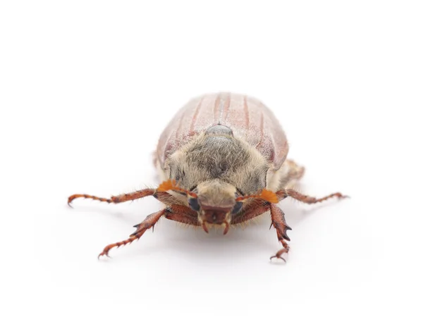 分離された茶色のカブトムシ. — ストック写真