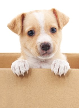 Bir kutu içinde kahverengi köpek yavrusu.