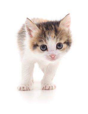 izole küçük kedi yavrusu.
