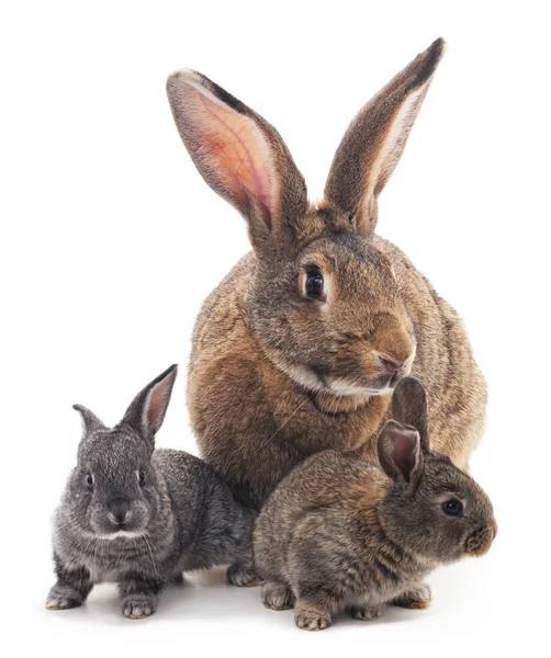 Madre e hijos conejos . —  Fotos de Stock