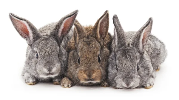 Conejos bebé aislados . —  Fotos de Stock