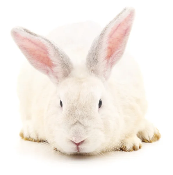Weißes Kaninchen isoliert. — Stockfoto