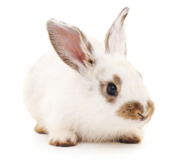 White rabbit isolated. — Stock Photo, Image