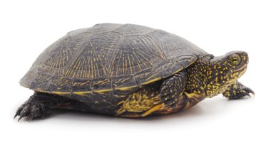 Vahşi kaplumbağa izole. 