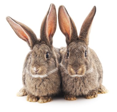 İki kahverengi tavşan.
