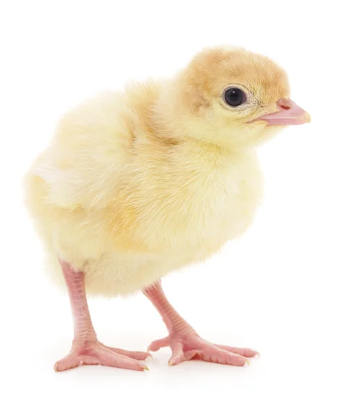 Small chicken isolated. — Stock Photo, Image