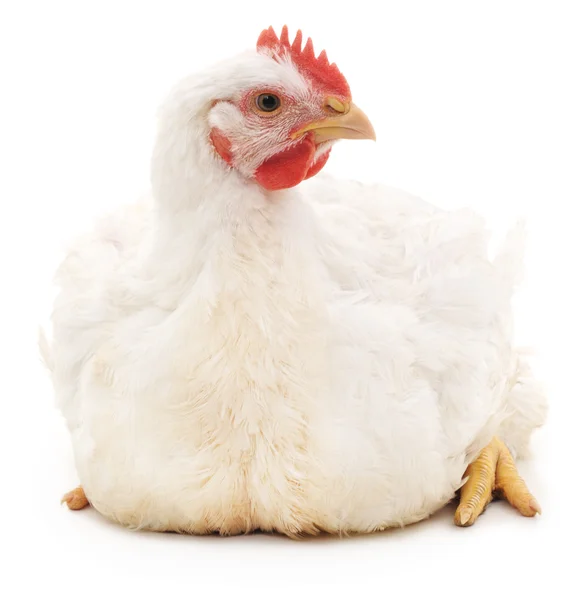 Elszigetelt fehér csirke. — Stock Fotó