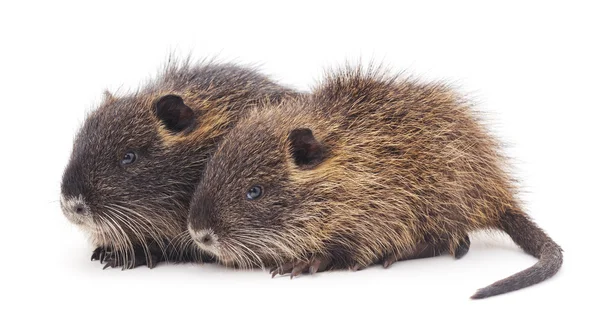 Baby nutria isolerade. — Stockfoto