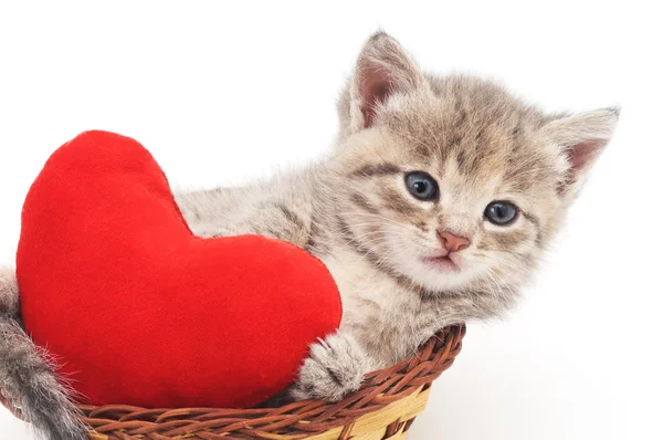 Chaton avec coeur jouet . — Photo