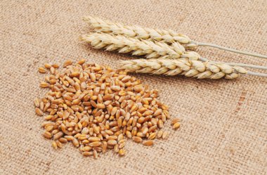 trigo e orelhasbuğday ve kulaklar.