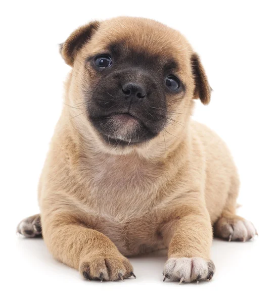 Cachorro marrón aislado . — Foto de Stock