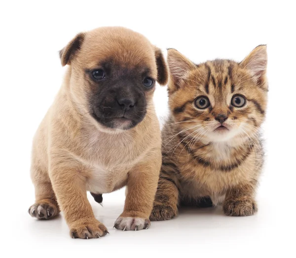 Chiot et chaton . — Photo