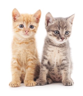 gri ve kırmızı kedi.