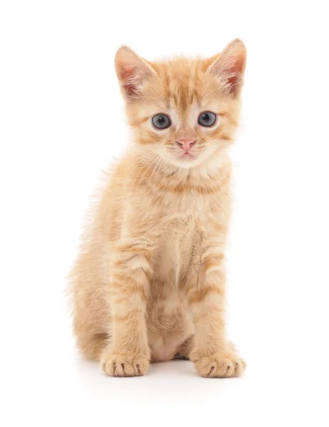 İzole kırmızı kedi yavrusu.
