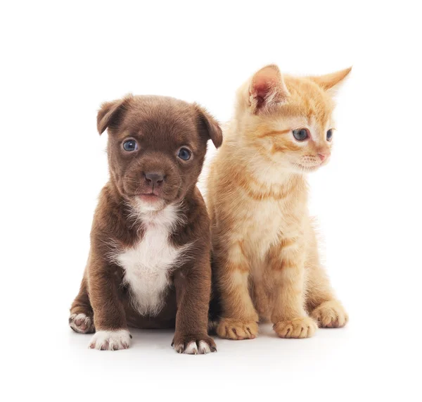 Filhote de cachorro e gatinho . — Fotografia de Stock