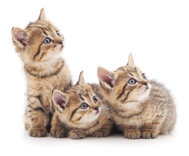 İzole üç yavru kedi.