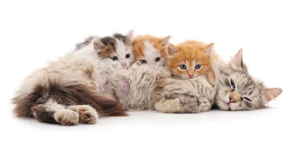 Gato com gatinhos . — Fotografia de Stock