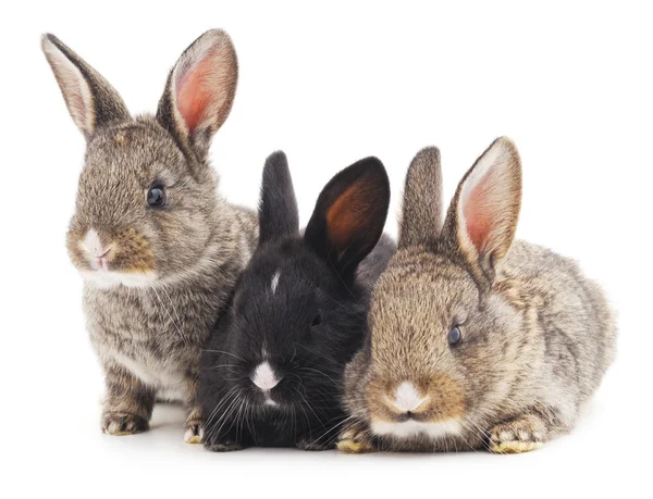 Drie konijnen geïsoleerd. — Stockfoto