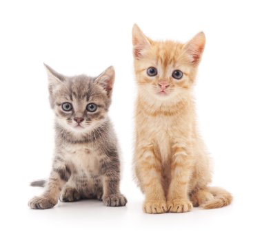 İzole iki yavru kedi.