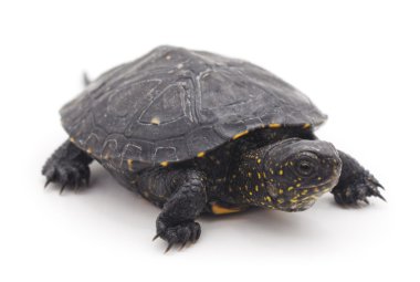 Küçük kaplumbağa izole.