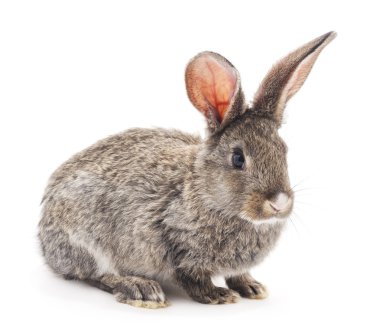 gri bebek tavşan.